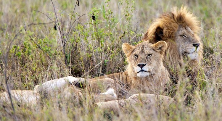 4 Days Best of Tanzania Safari Northern circuit