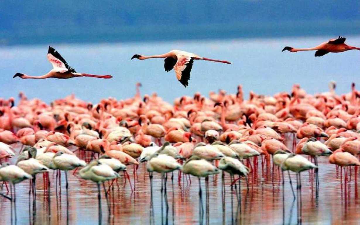 Lake Manyara National Park