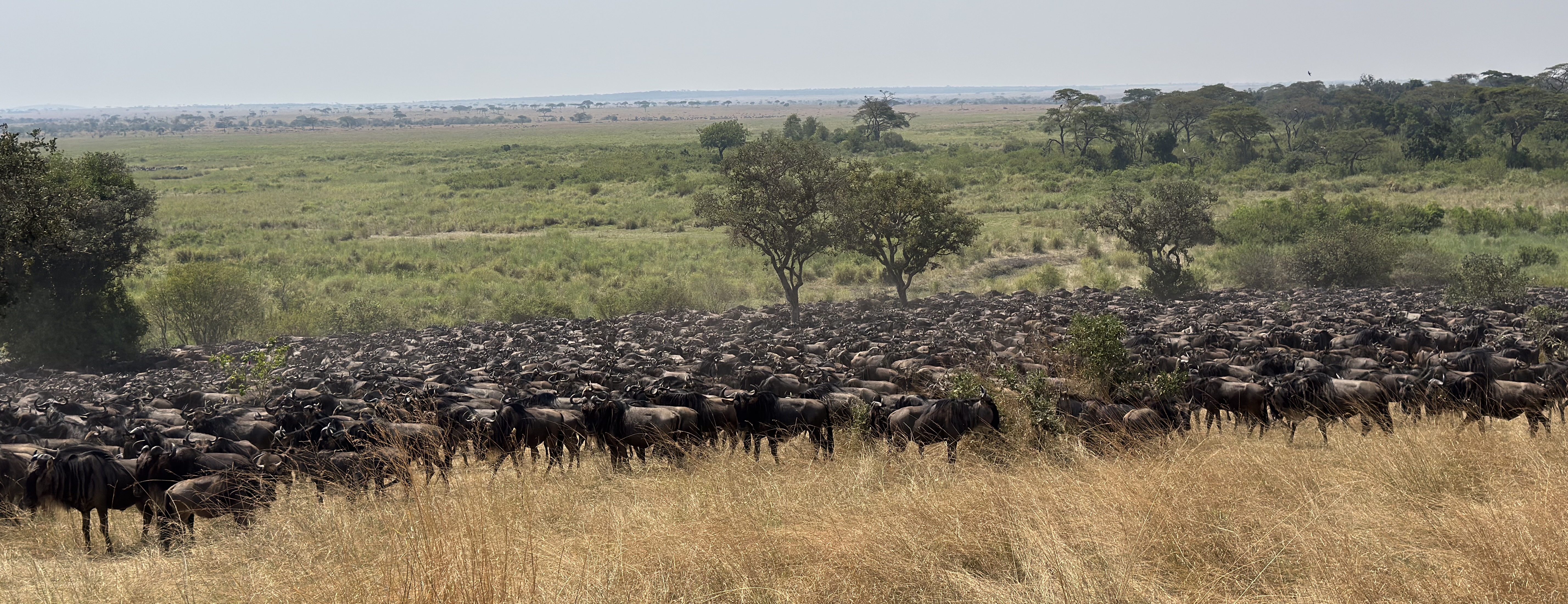 Tanzania Wildlife Safari