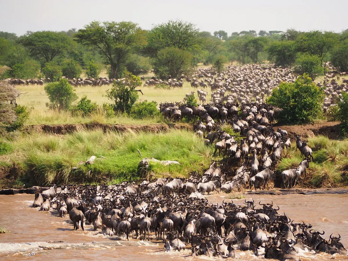 Tanzania Safari Articles