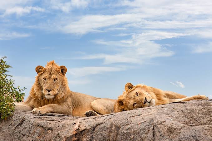 Serengeti National Park with Kids