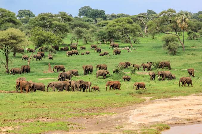 Tarangire National Park with Kids