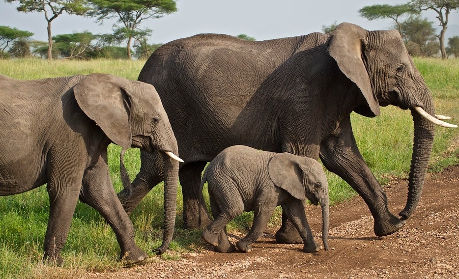 Tanzania Safari